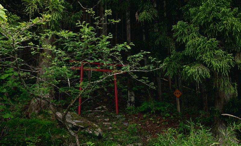 日光の天然林の恵み