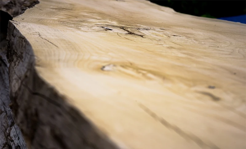 日光の天然林の恵み