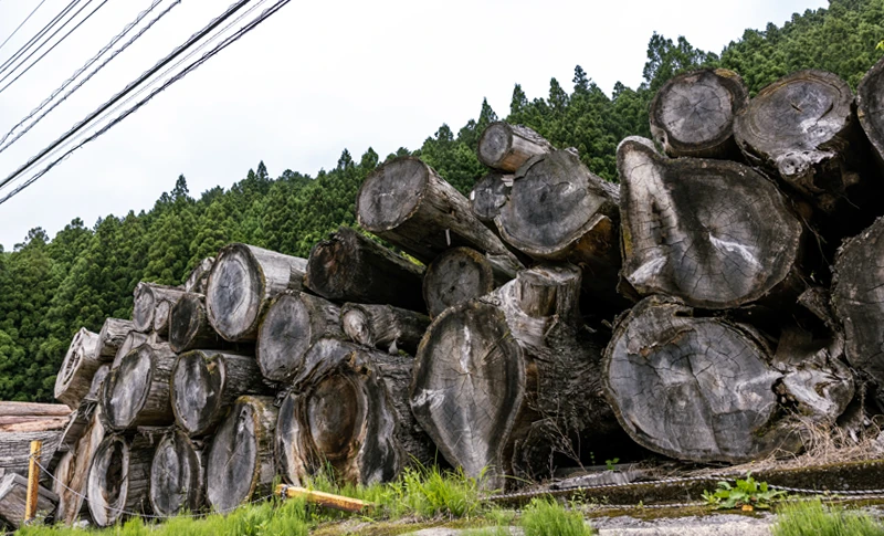 日光の天然林の恵み