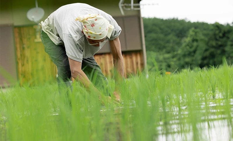 酒屋が参画する「特別な風の森」～棚田での田植え作業～