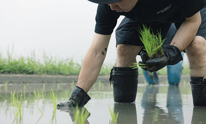 田植え