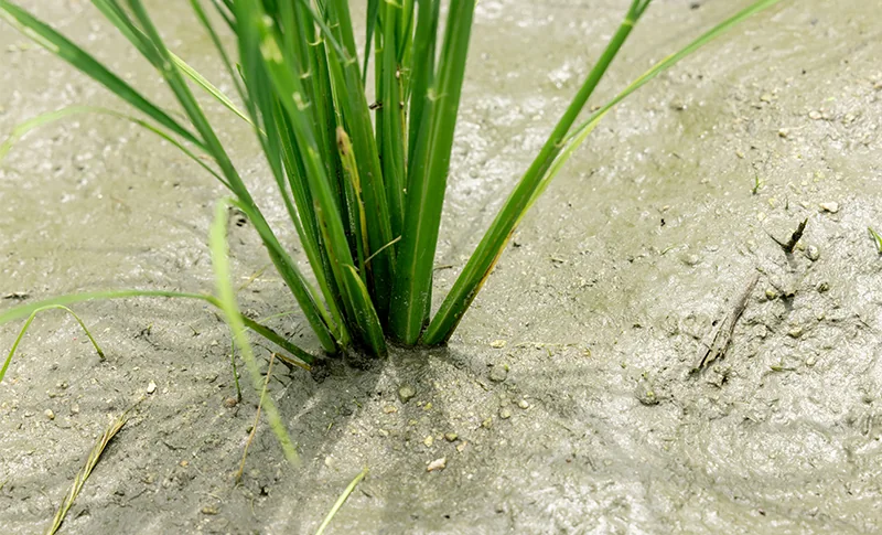 田植え