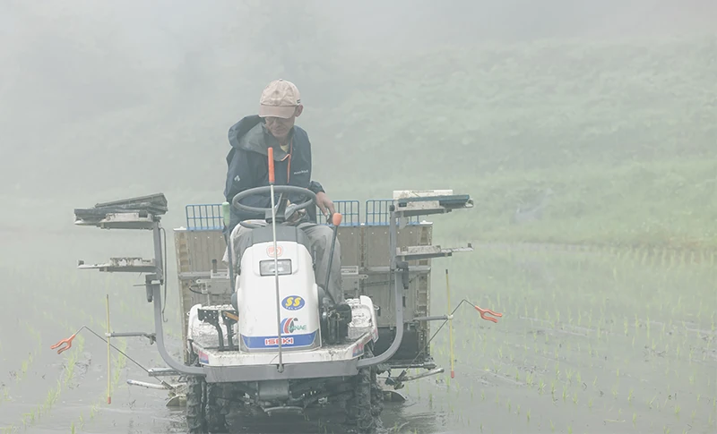 田植え