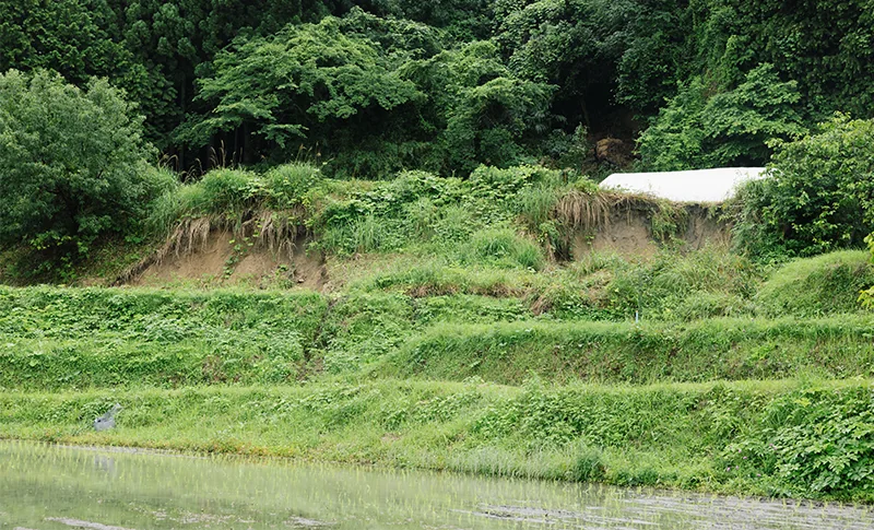 田植え