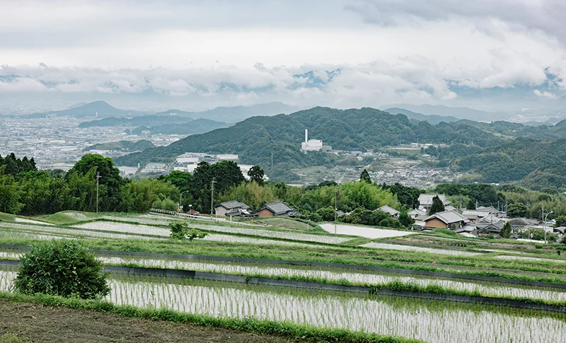 田植え