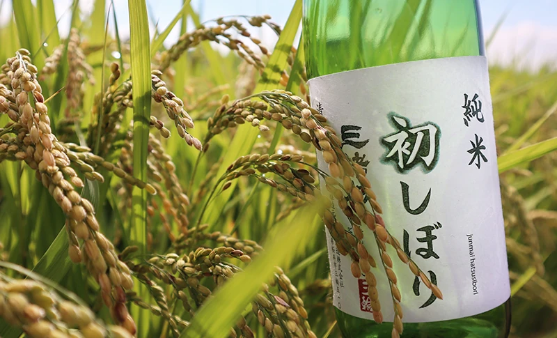 米の品種改良は我々の社会にとって大切なテーマ
