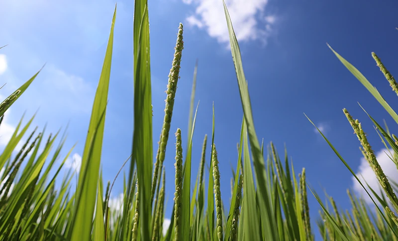 夏に酒を愉しむ