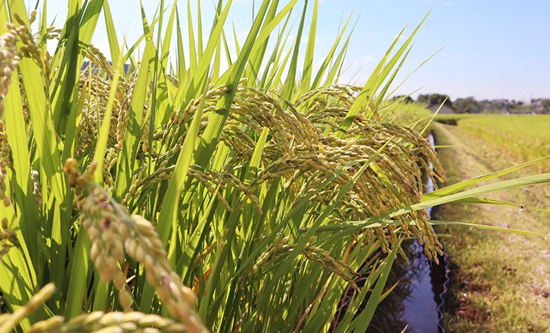 早生米の開発~五百万石の誕生~