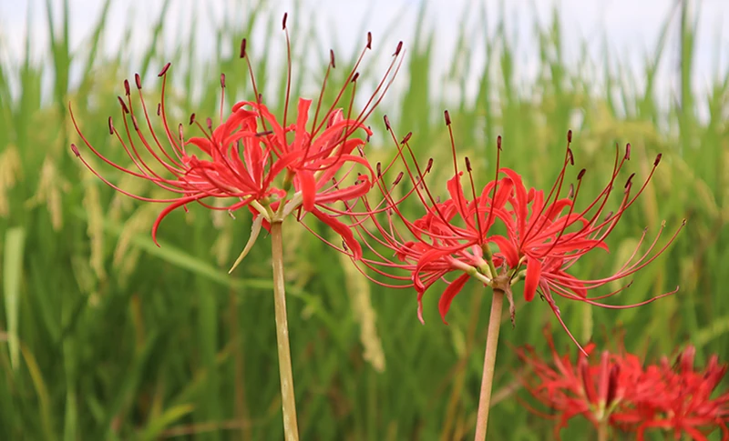しぼりたてのフレッシュな美味しさを楽しみたい