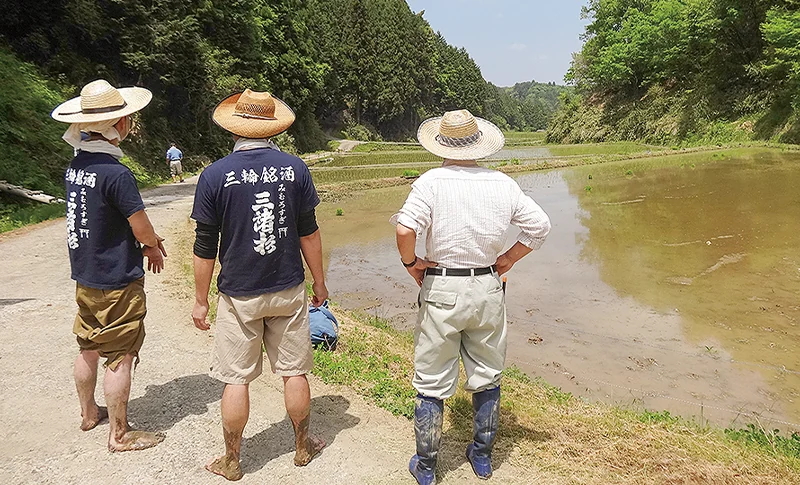 みむろ杉 木桶菩提酛