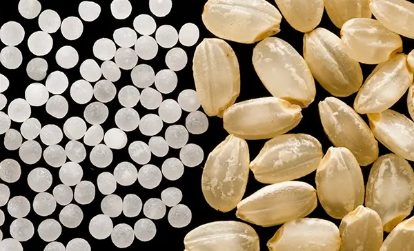 酒米が持つ魅力