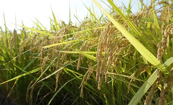 酒米が持つ魅力