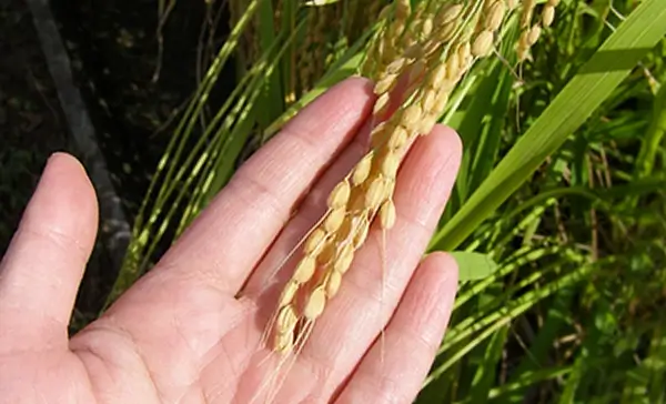 酒米が持つ魅力 －後編－